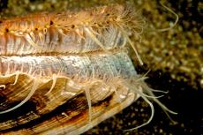 Scallop © James Wright